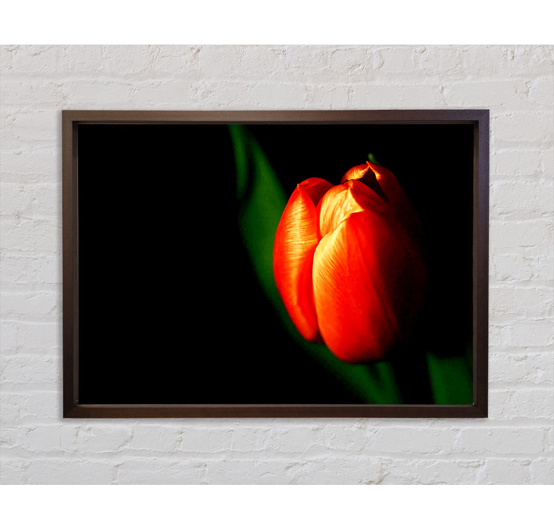 Tulip In Blazing Sun - Einzelner Bilderrahmen Kunstdrucke auf Leinwand