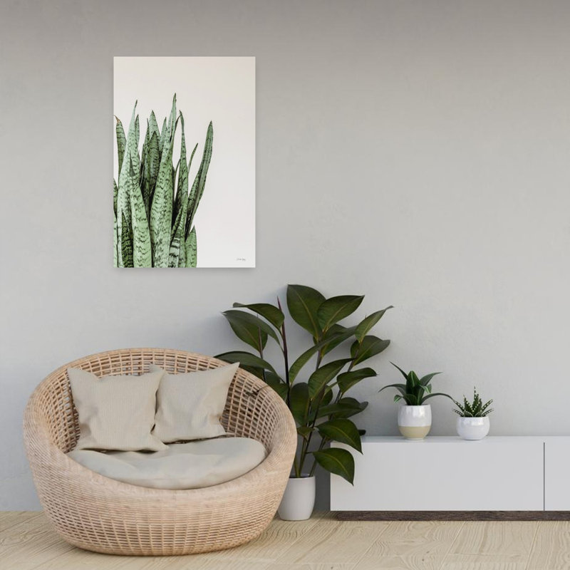Boho Snake Plant, H 24 po x l 16 po