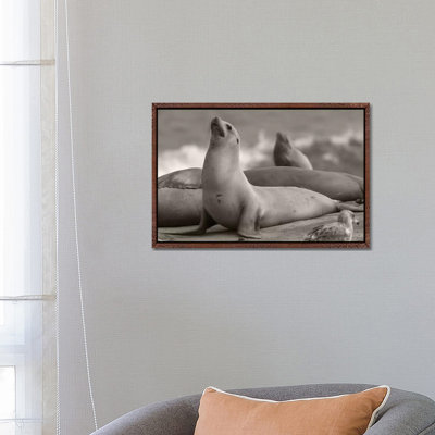 California Sea Lion group, La Jolla, California 1 Piece Wall Art on Canvas