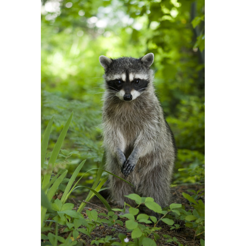 A Raccoon Sitting up in the Grasslands by Markhatfield - Wrapped Canvas Art Prints, 76cm H x 51cm W x 3.8cm D