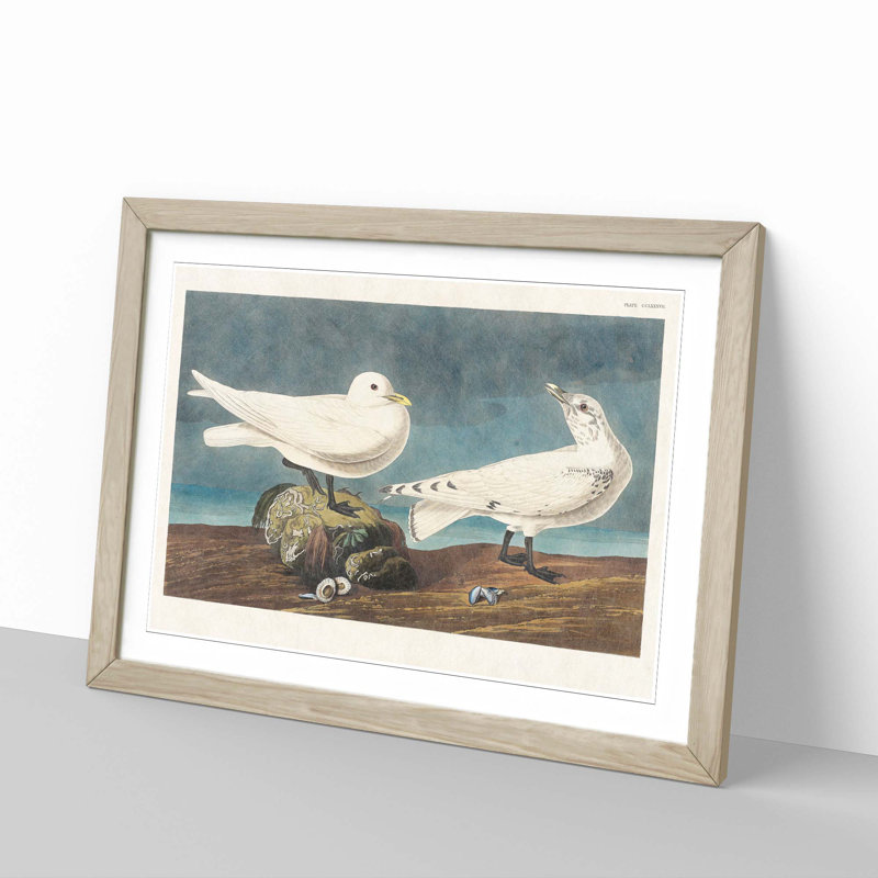 Ivory Gull by John Audubon - Framed Print, 48cm H x 65cm W x 2cm D, Oak Framed