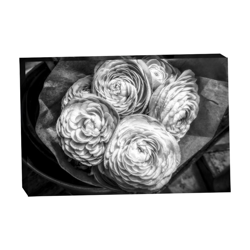 Moody European Ranunculus 24x36