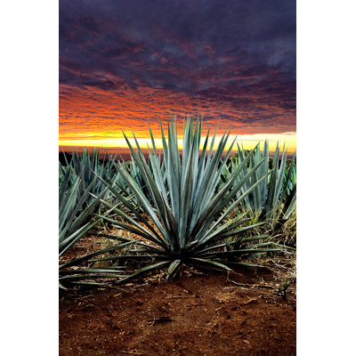 " Tequila Landscape " by Camaralenta