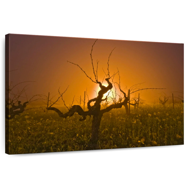 Alvord Empty Grapevine Vineyard