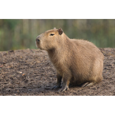 Capybara (Hydrochoerus Hydrochaeris) by Michaklootwijk - Wrapped Canvas Print