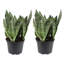 Live Snake Plant in Nursery Pot-67315351-67315352