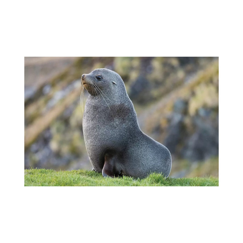 Antarctic Fur Seal (Arctocephalus Gazella) Bull. South Georgia Island 1 Piece Wrapped Canvas Wall Art