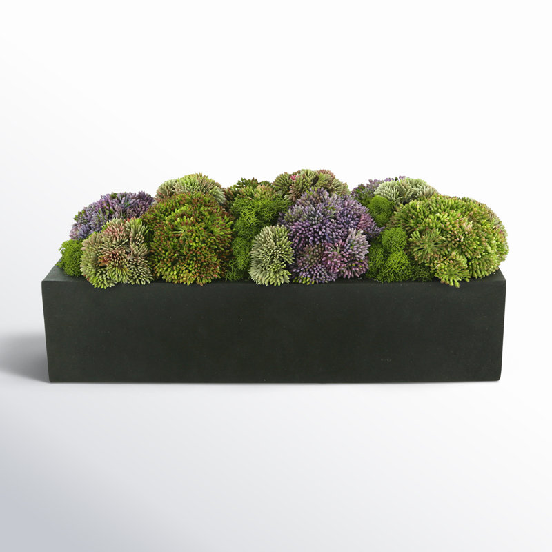 Sedum Arrangement in Planter, 7" H x 16" W x 7" D, Rectangular