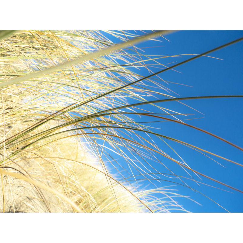 " Dune Grasses " by Petra Trimmel, 24" H x 32" W , Wrapped Canvas
