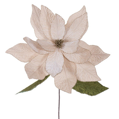 Tiges de poinsettia