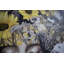 Art mural moderne sur toile à motif floral doré et blanc - reproduction élégante de beauté pour le salon et la chambre à coucher - œuvre d'art moderne 24 x 24 pouces | Idée de cadeau