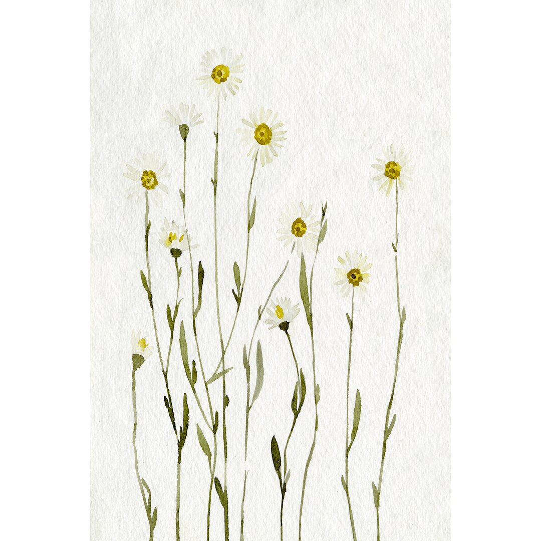 Leinwandbild White Antique Daisies I