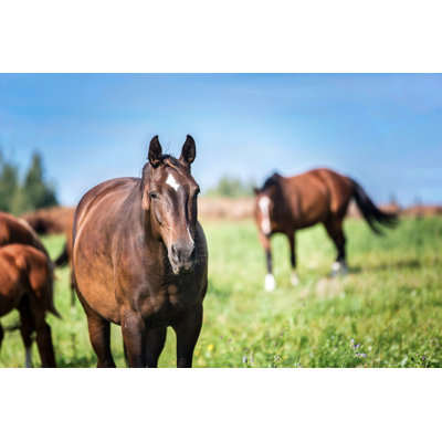 Group of Horses on the Pasture by Asya Pozniak - Wrapped Canvas Photograph