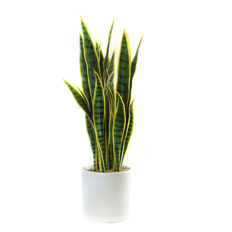 Snake Plant (Sansevieria) Plant in Terracotta Planter