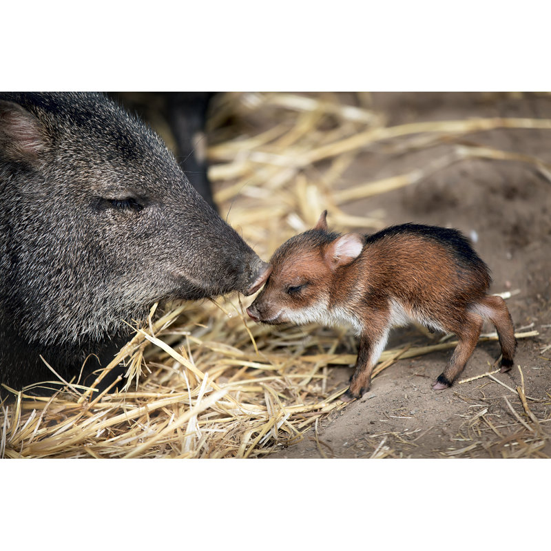 Collared Peccary par Juan_Algar - Photographie sur toile tendue, L 12 po x H 8 po