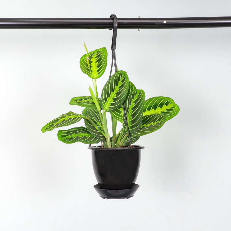 Live Lemon Lime Prayer Plant in Hanging Pot