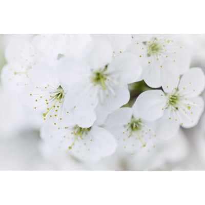 Spring Blossoms by Adam Smigielski - Wrapped Canvas Print