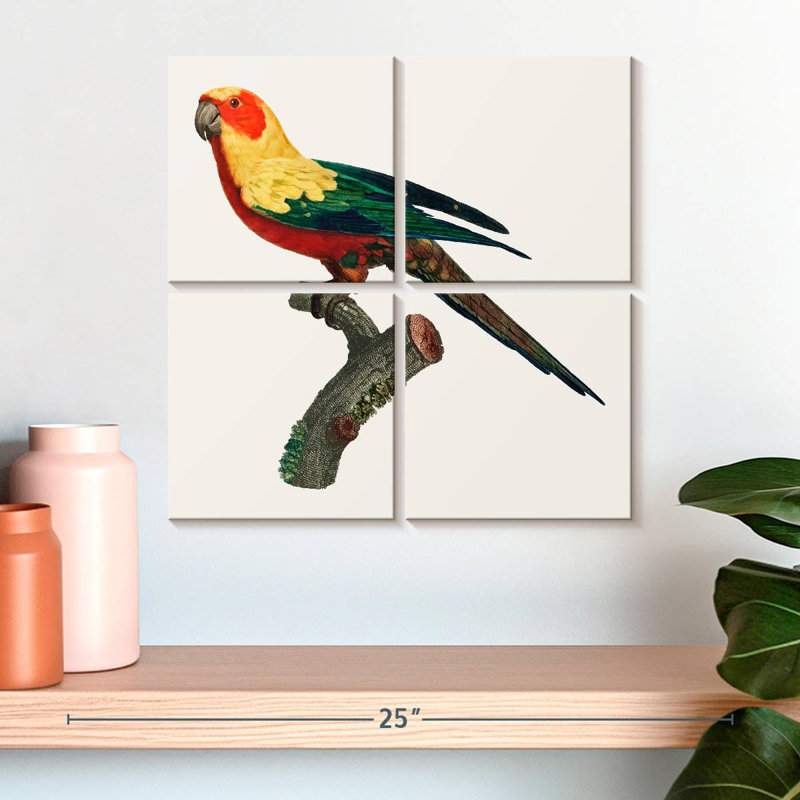Brampt Sun Conure, 18" H x 18" W