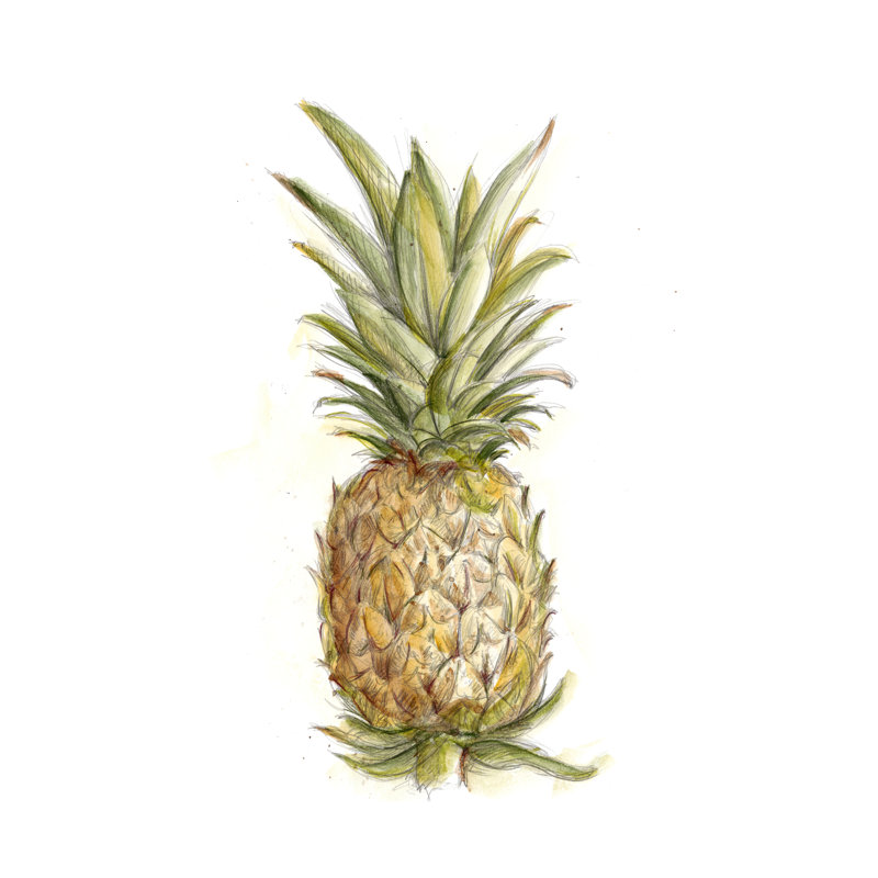 Pineapple Sketch II - Wrapped Canvas Painting, 76cm H x 51cm W