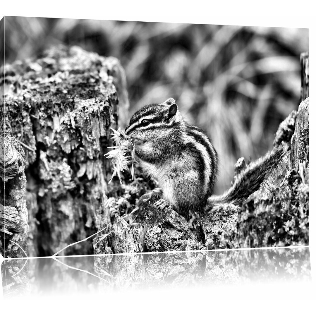 Leinwandbild Niedliches Streifenhörnchen beim Fressen in Monochrom