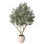 Ashwell 96" Olive Tree in Pot