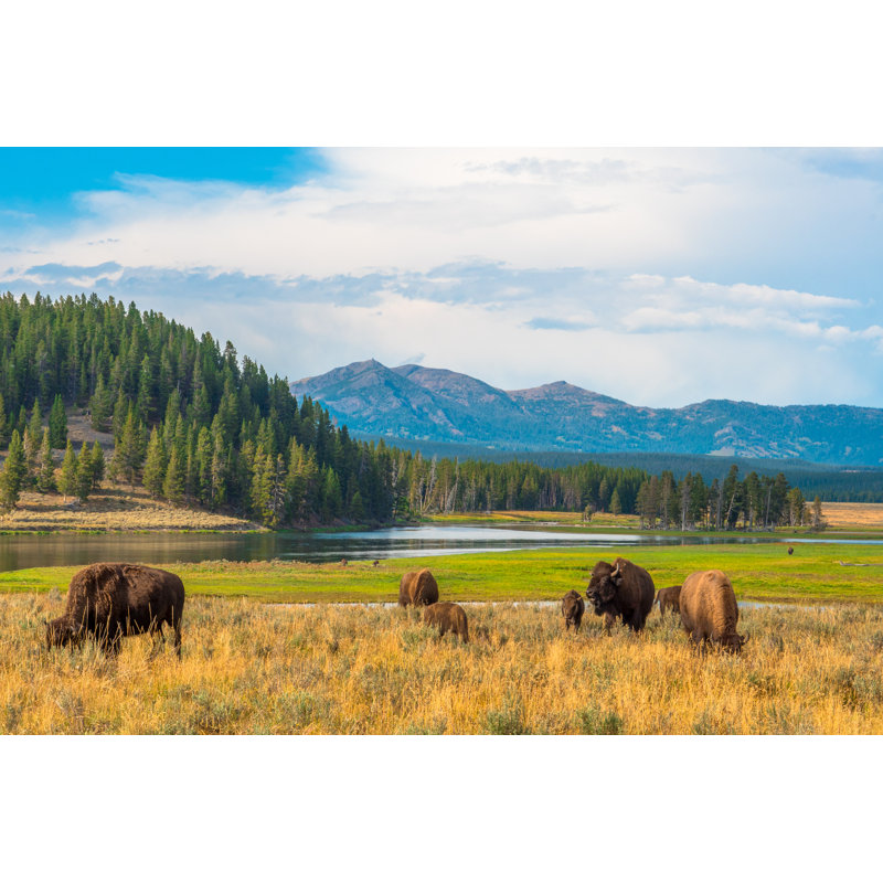 Yellowstone, National Park, Wyoming, USA by Manel Vinuesa - Wrapped Canvas Print, 20cm H x 30cm W x 3.8cm D