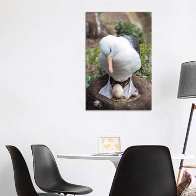 Adult With Egg On Tower-Shaped Nest. Black-Browed Albatross Or Black-Browed Mollymawk, Falkland Islands. 1 Piece Wrapped Canvas Wall Art