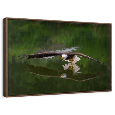 Bald Eagle Reflection