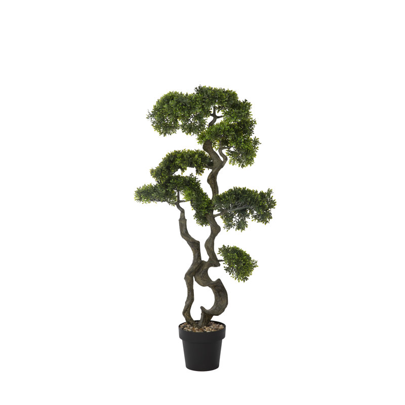 Panama Bonsai en pot