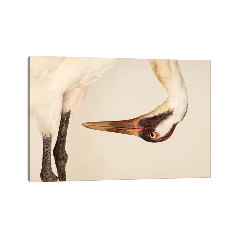 SaraThe Endangered And Federally Endangered Whooping Crane At The Audubon Center Research Center by Joel Sartore - Gallery-Wrapped Canvas Giclée on Canvas