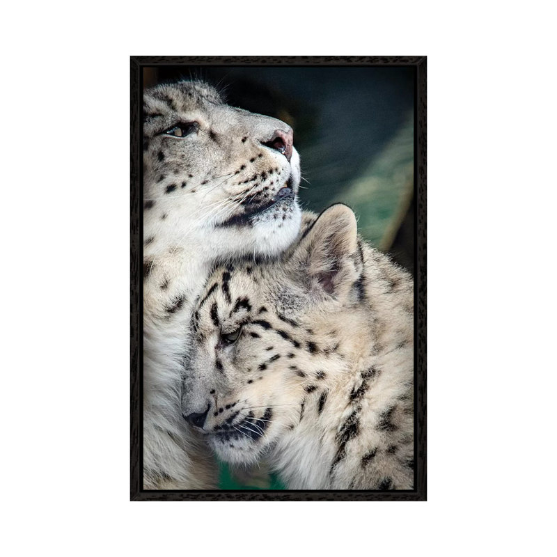 Snow Leopard Mother And Cab by Nik Rave - Print on Canvas, 66.04cm H x 45.72cm W x 3.81cm D, Black Framed