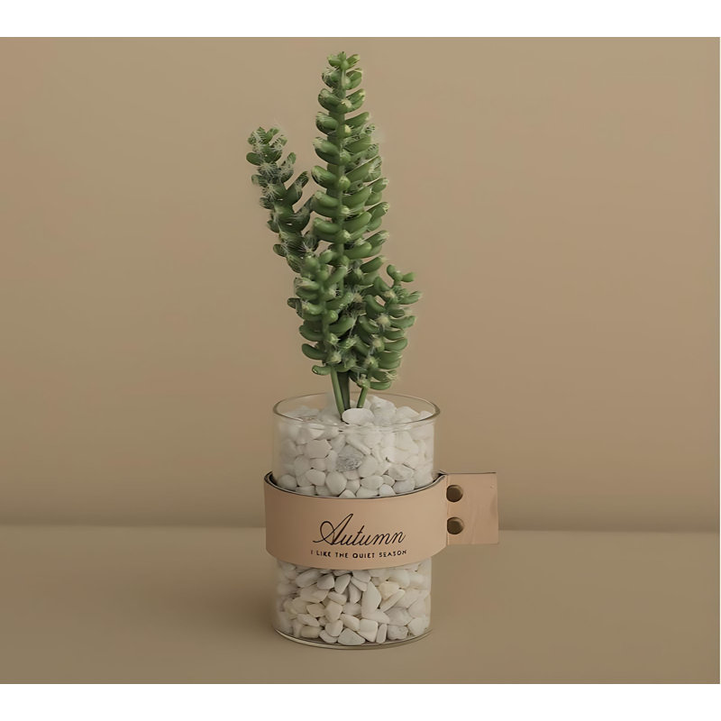 Plante grasse 10,62 po