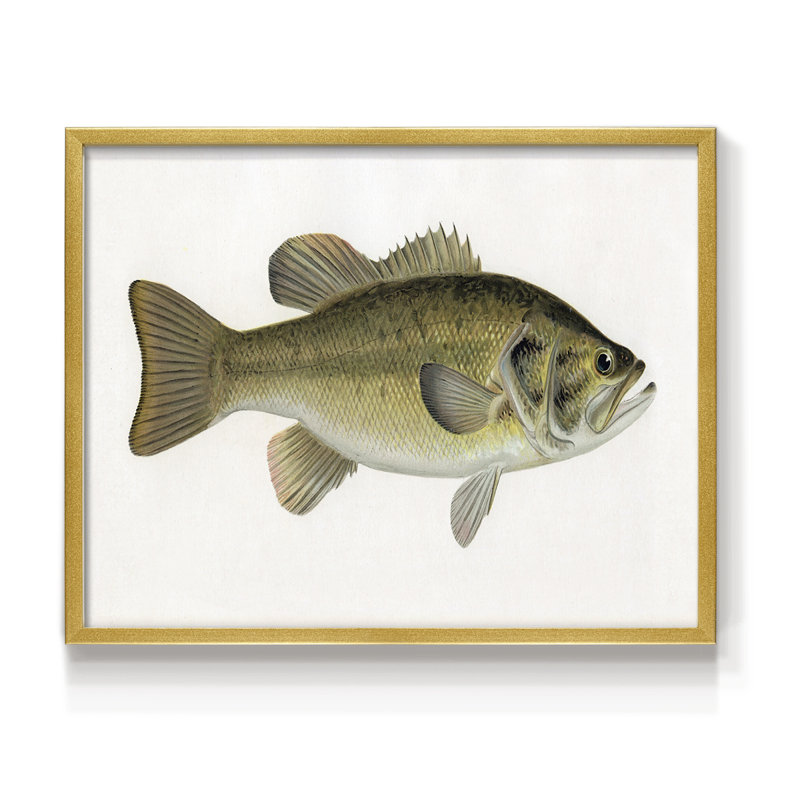 Truite femelle - reproduction encadrée - Restickable, H 8 po x l 10 po, Doré