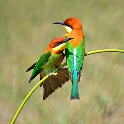 Leechburg Chestnut Headed Bee Eater 1 Piece Wrapped Canvas Wall Art