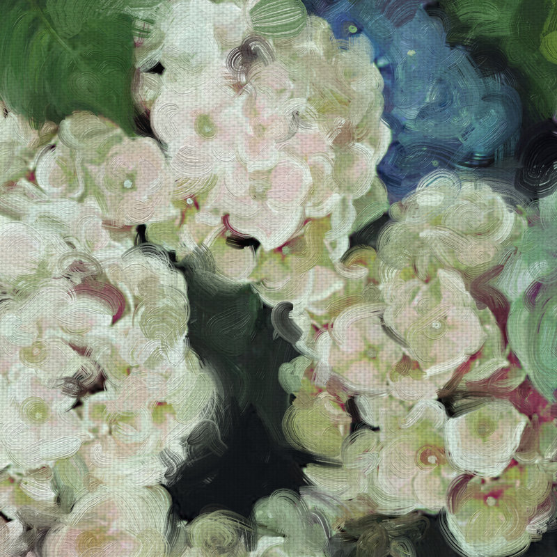 Hydrangea Garden - reproduction d'art sur toile, H 30 po x l 30 po x P 1,5 po