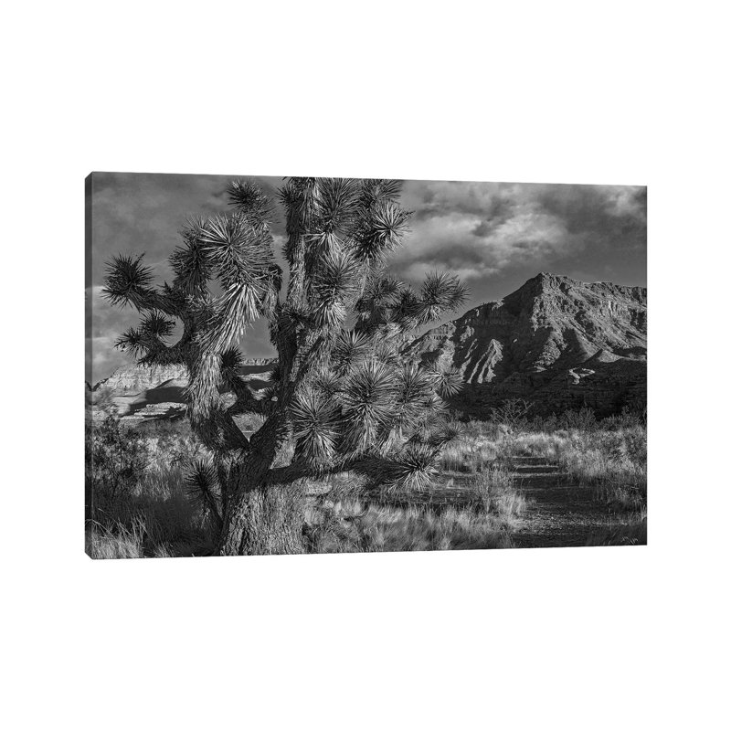 Joshua Tree and the Virgin Mountains, Arizona 1 Piece Wall Art on Canvas, 66.04 cm H x 45.72 cm W x 1.91 cm D, No Frame