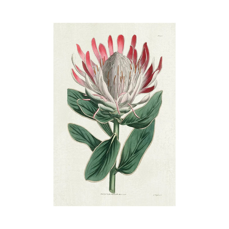Protea N13 1 Piece Wrapped Canvas Painting, 20.32 cm H x 30.48 cm W