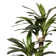 51.57'' Faux Corn Plant in Planter