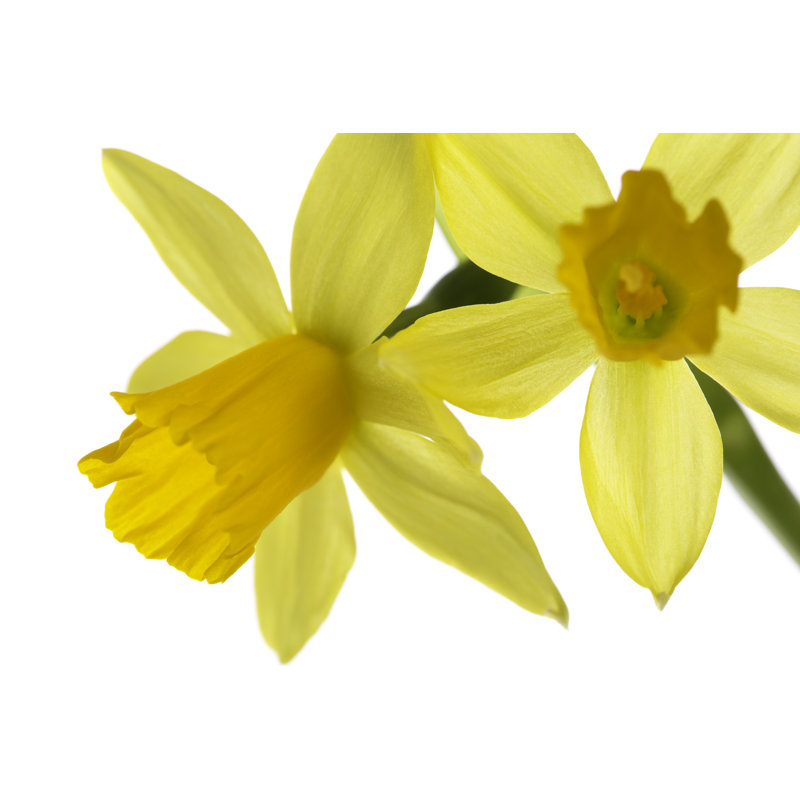 Narcissus Flowers by Adam Smigielski - Wrapped Canvas Print, 20cm H x 30cm W x 3.8cm D