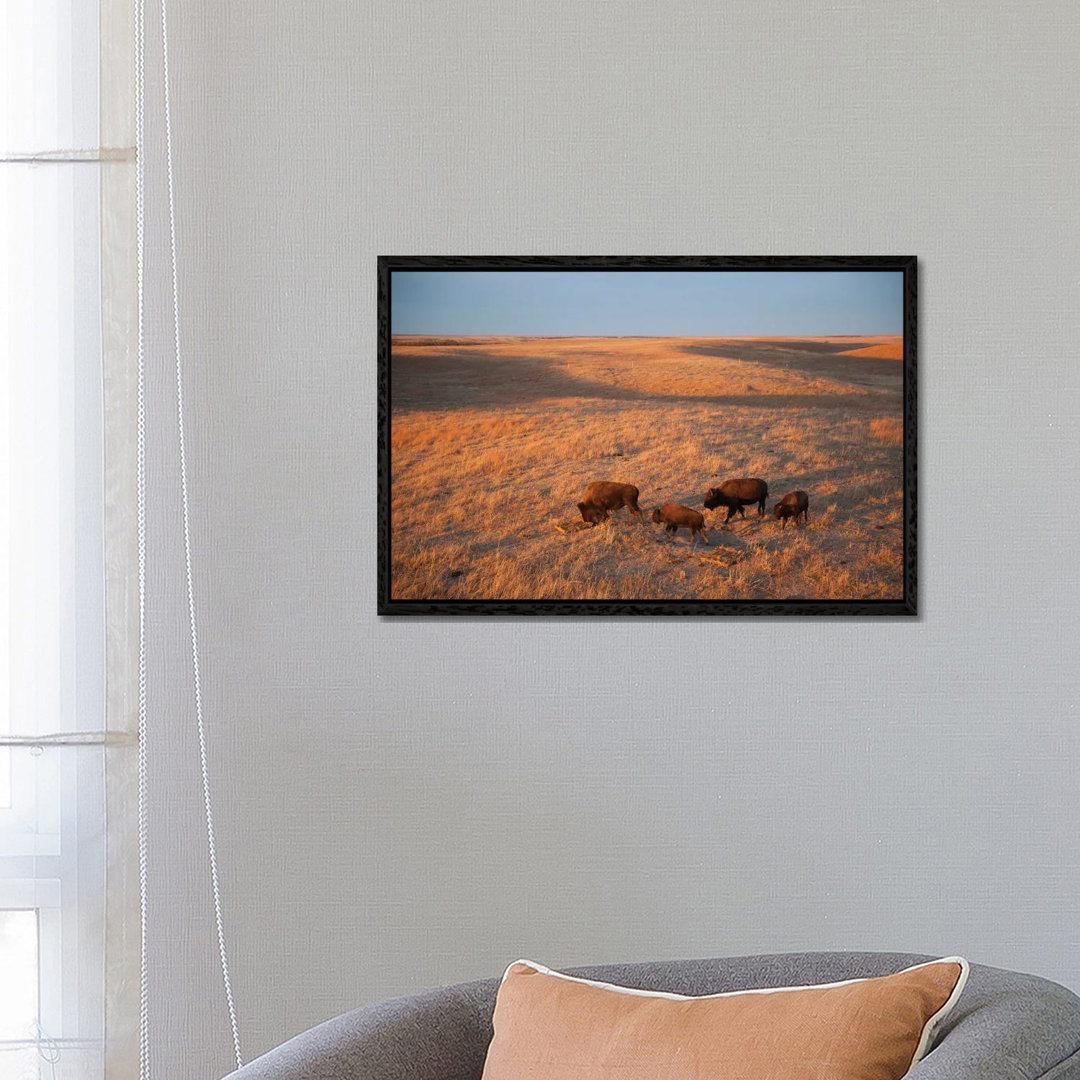 A Herd Of Bison Roam On A Ranch Near Valentine, Nebraska I von Joel Sartore - Gallery-Wrapped Canvas Giclée on Canvas