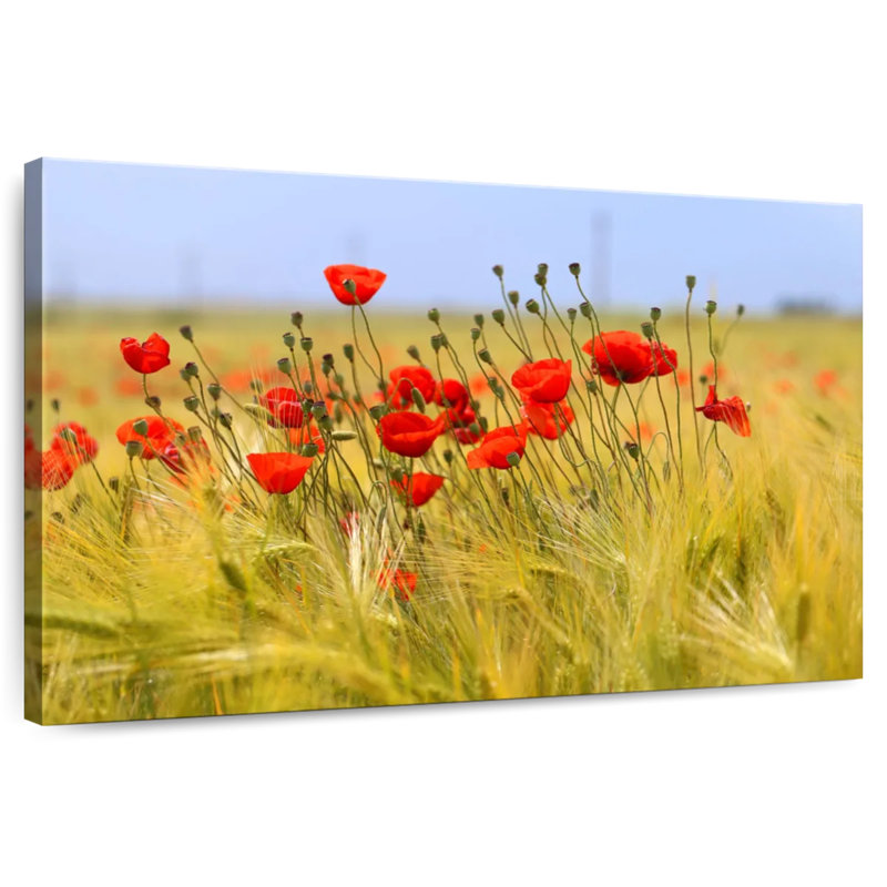 Coquelicot rouge Harnek, H 8 po x l 12 po