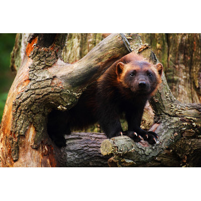 Wolverine par Esmeraldaedenberg - photographie sur toile tendue