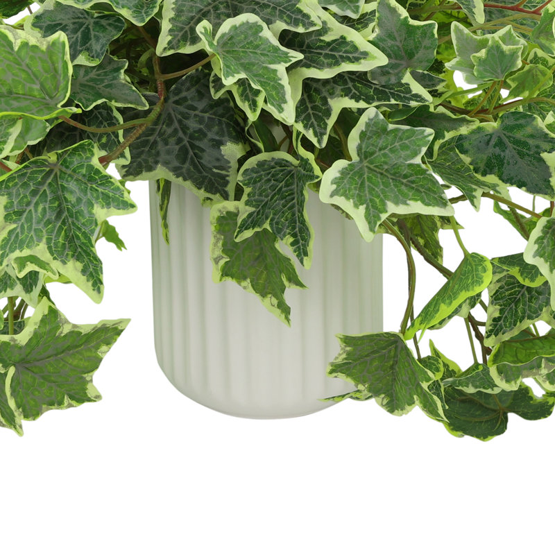 Variegated Ivy in Ribbed Ceramic Vase