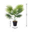 Plant-906035939