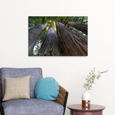 Low-Angle View Of Redwood Trees Abstract Contemporary Redwood Forest Nature Art