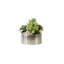Succulents Arrangement in Silver Etched Bowl