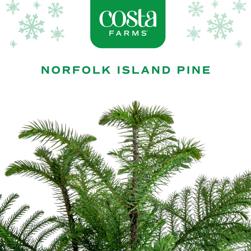 Costa Farms Indoor Norfolk Island Pine House Plant in 10-inch Holiday Décor