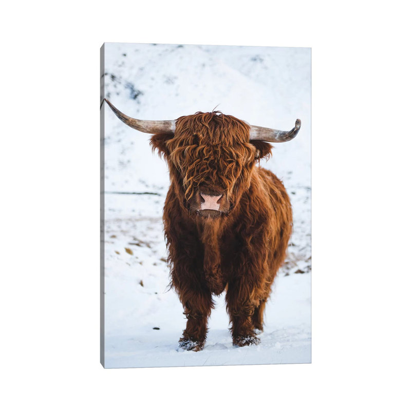 Highland Bovins I, H 40 po x l 26 po x P 1,5 po