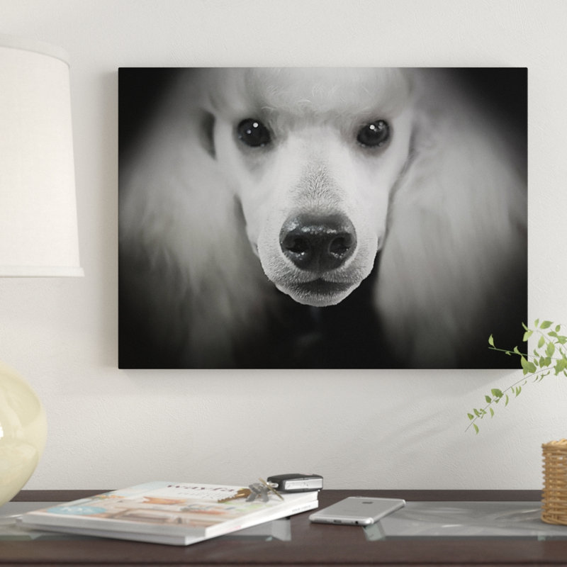 « standard caniche », reproduction d’impression sur toile tendue, H 14 po x l 19 po