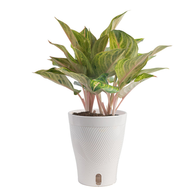Aglaonema Plant in Planter